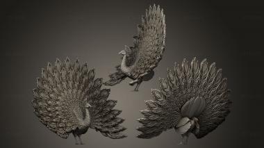 3D model peacock (STL)